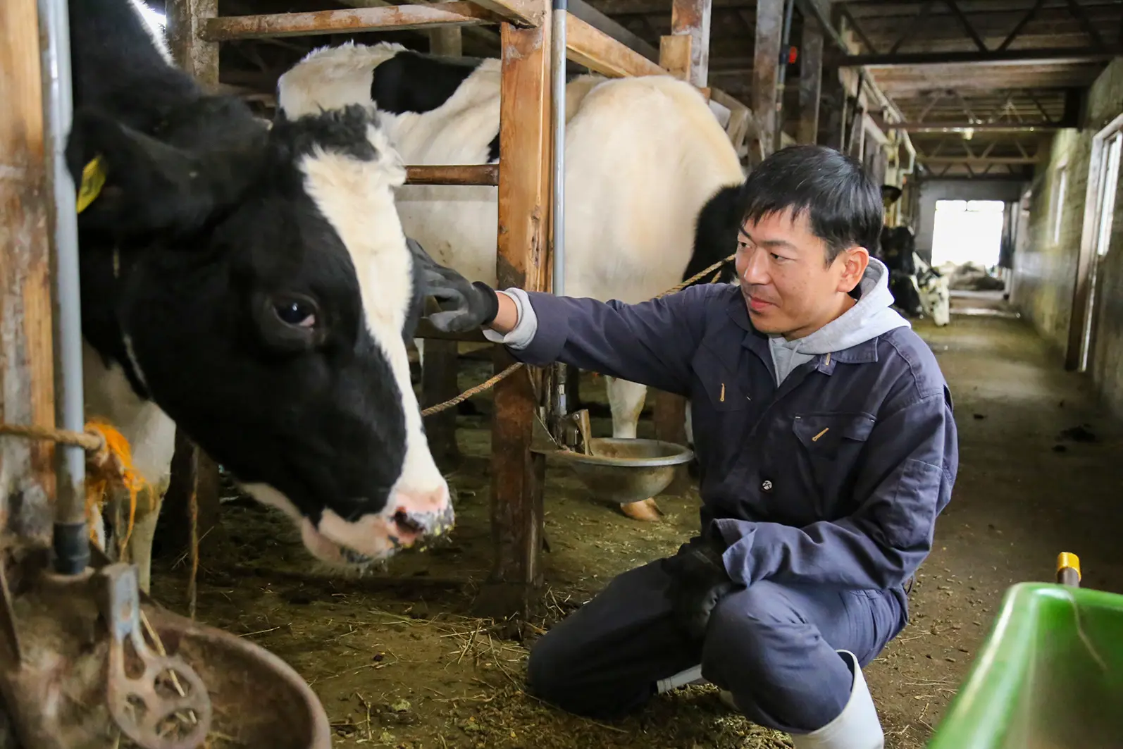 牛の飼育をしている様子