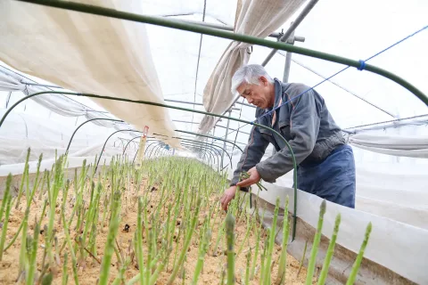 本州一早いアスパラガス産地　<br>冬アスパラガス出荷本番迎える