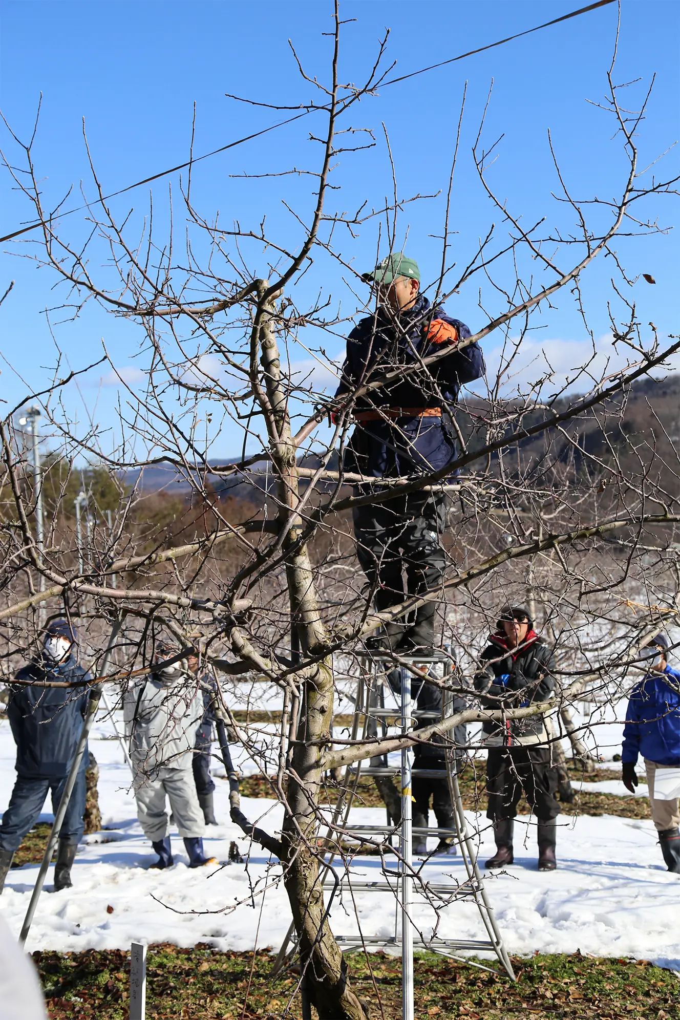 リンゴの樹形と剪定 : 技術形成の歴史と展望 リンゴの樹形と剪定 : 技術形成の歴史と展望