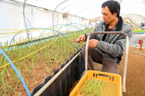 アスパラガスの作付けで野菜の通年出荷に　<br>通年雇用にも期待