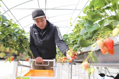 通年雇用の冬場の品目に手応え　<br>イチゴの収穫最盛期