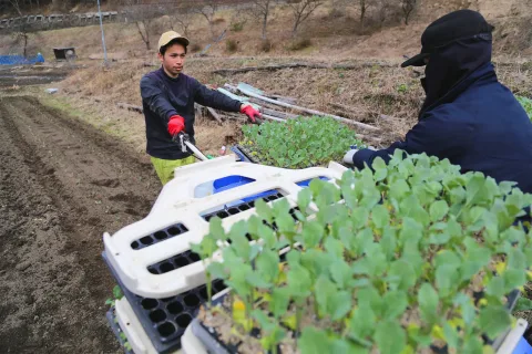 ブロッコリーの定植始まる　<br>高品質出荷で沿岸地域の主力品目に