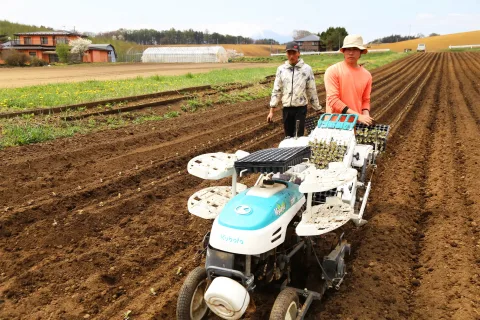 ブランドキャベツ「いわて春みどり」定植始まる　<br>２０億円目指し作業本格化