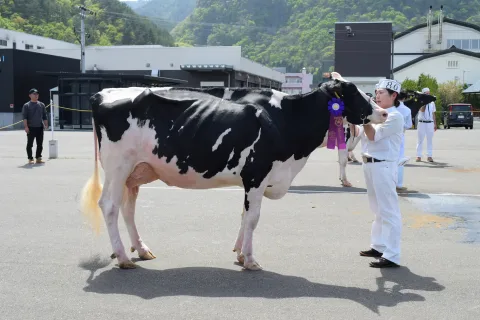 グランドチャンピオンに福士牧場輝く　<br>岩手県沿岸ブラック＆ホワイトショウ