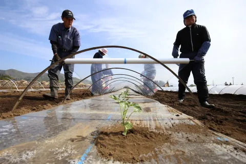 滝沢すいか定植スタート　<br>岩手県滝沢市