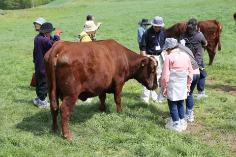 短角牛と触れ合い消費者と生産者が交流　<br>短角牛山上げツアー