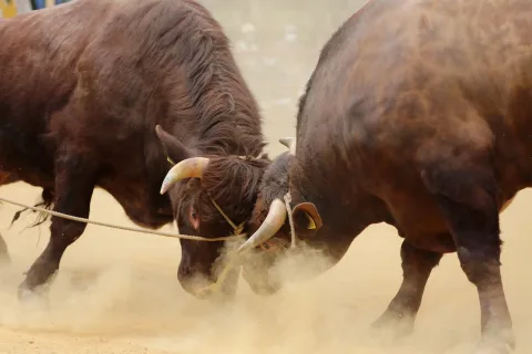 若牛７頭がデビュー　<br>東北唯一の闘牛大会開幕