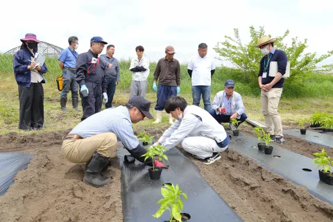 ピーマン定植のポイント学ぶ　<br>２会場で現地定植指導会