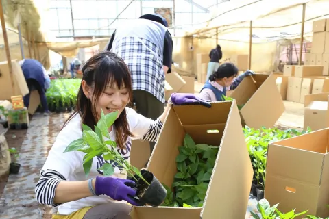 ピーマン苗出荷最盛　<br>６月上旬までに１２万本
