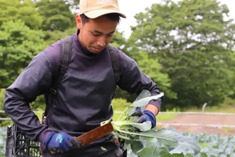 春ブロッコリー出荷始まる　<br>沿岸地域の産地化進め１億円の販売目指す