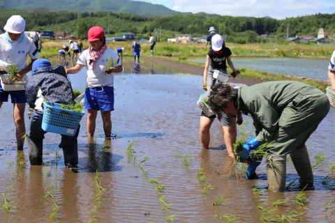 青年部八幡平支部の指導で田植え体験　<br>八幡平市立松野小学校
