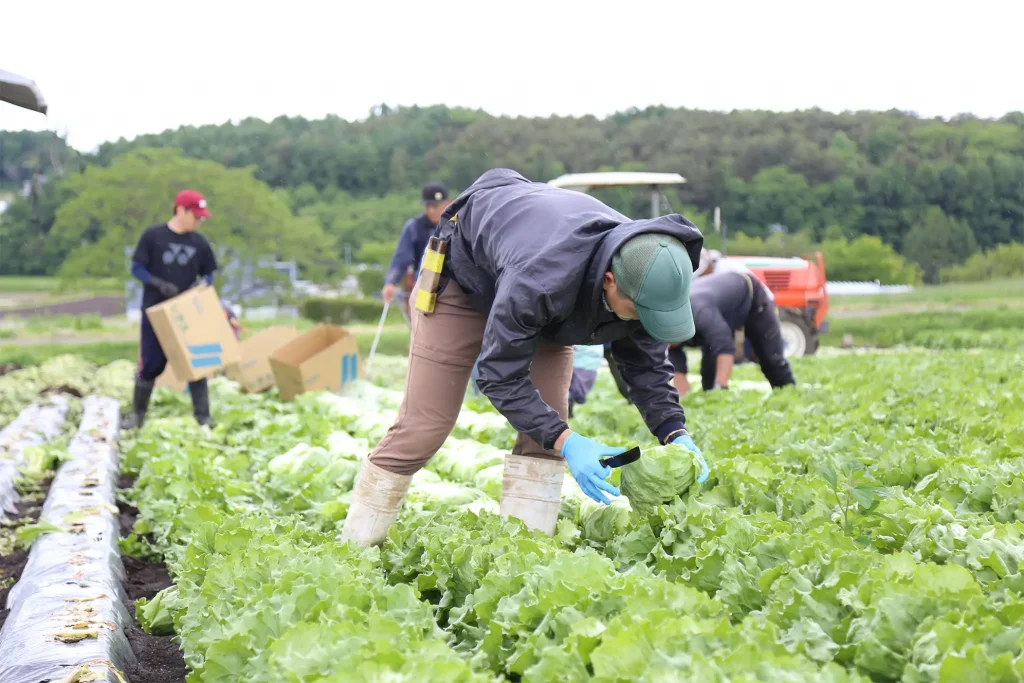 奥中山高原レタスの出荷
