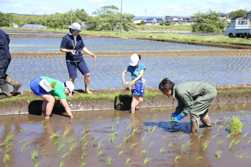 田植え体験をする児童たち