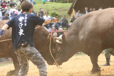迫力満点！勝負に歓声　<br>平庭闘牛大会つつじ場所