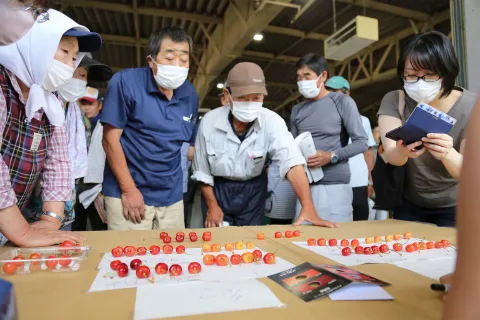 サクランボ出荷始まる　<br>指導会で規格確認