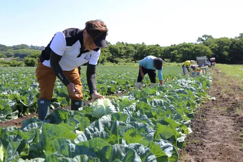 ブランドキャベツ「いわて春みどり」出荷始まる　<br>２０億円の販売目指す