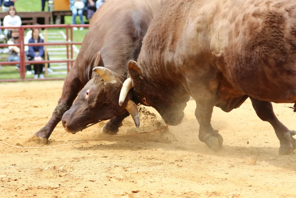 闘牛大会のようす