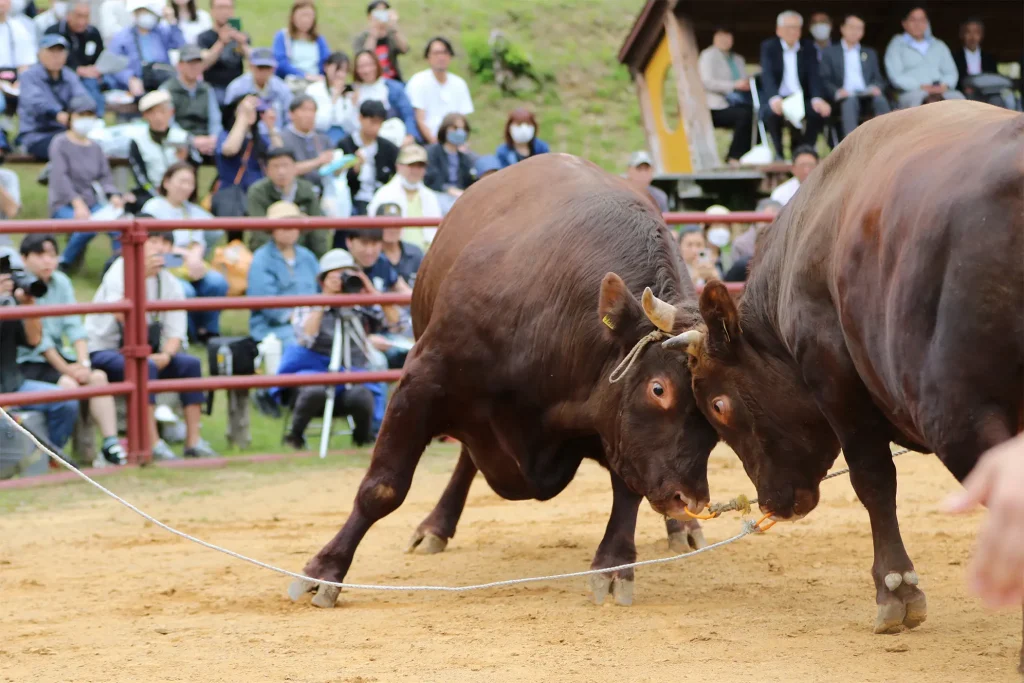 闘牛大会のようす