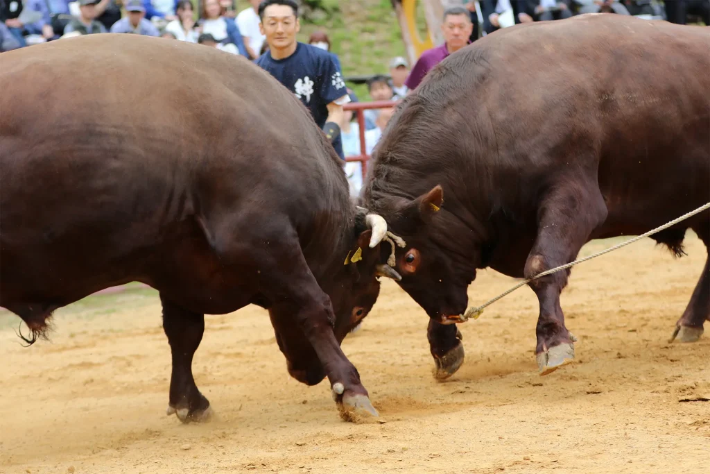 闘牛大会のようす