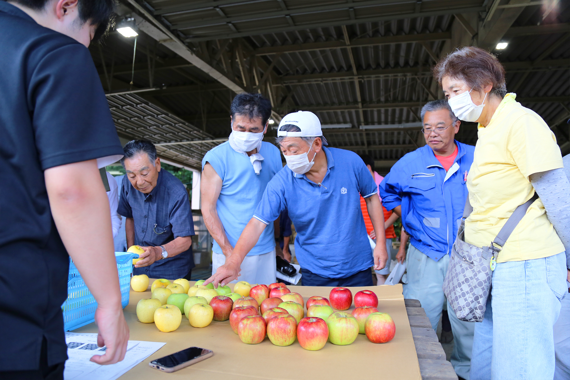 リンゴの出荷始まる<br>11万ケースの出荷目指す | JA新いわて