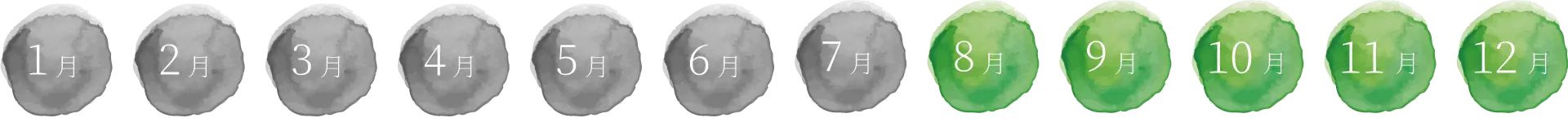 出荷時期は8月~12月