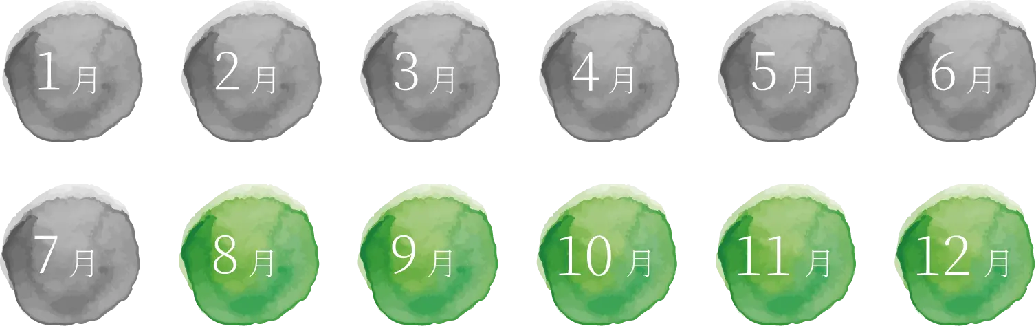 出荷時期は8月~12月