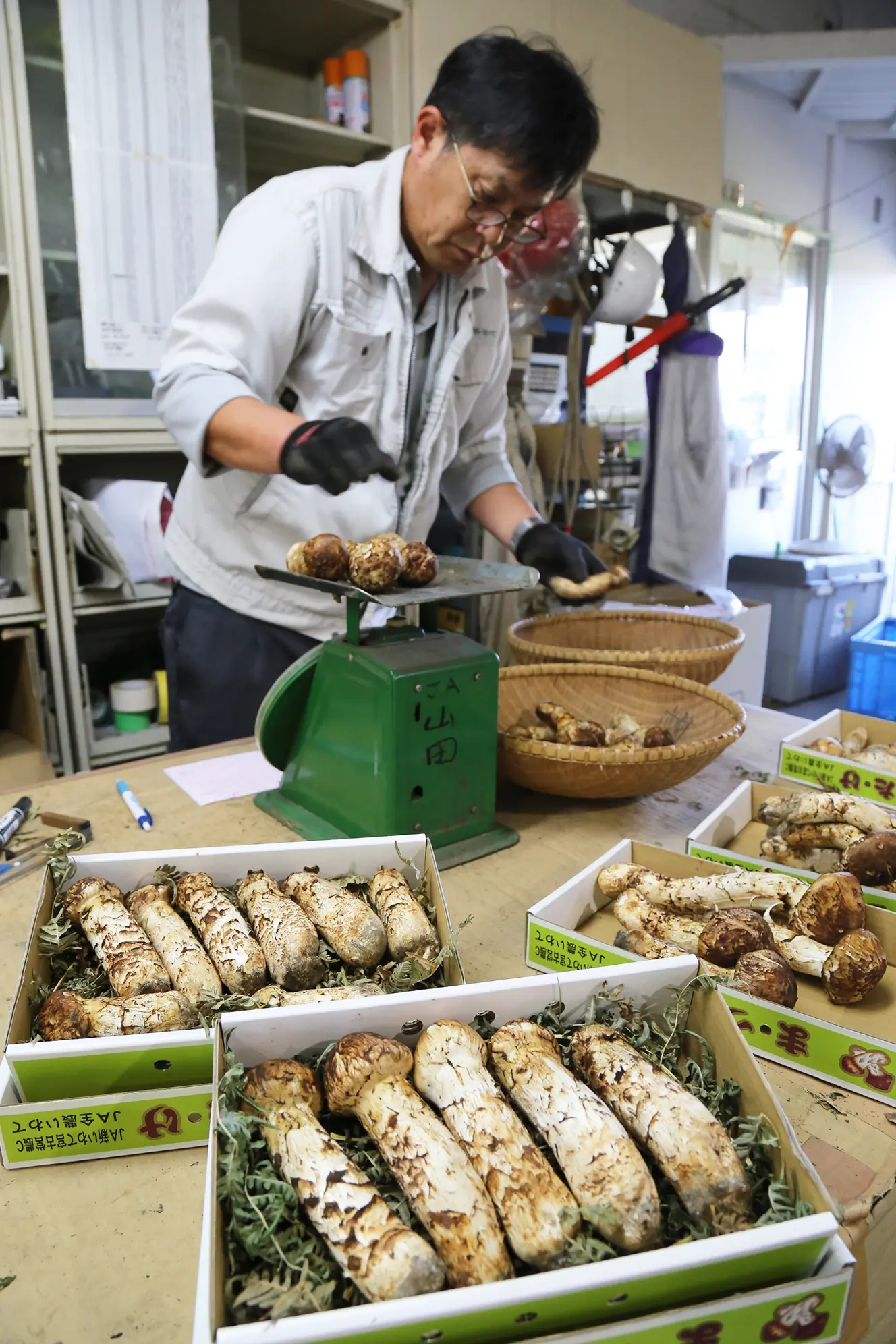 宮城県産　新鮮（10/25採取）マツタケ 3本セット 約260g 今年最後 国産 香りの良い国産品 【贈答用松茸】 約400g（約8本） | 信州松茸屋 茸王-松覇