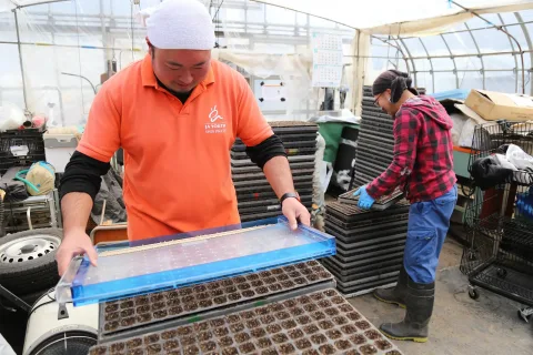 ブロッコリー播種始まる　<br>販売額１億円めざす