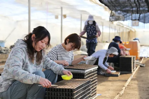 野菜播種が本格化　<br>八幡平市ではピーマンの播種盛ん
