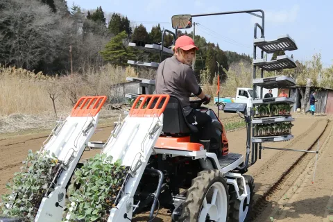 春ブロッコリー定植始まる　<br>沿岸地域の主力品目に
