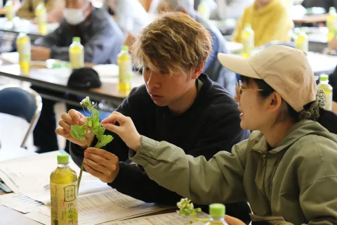 花ワサビ目揃い会　<br>ＪＡ新いわて宮古営農経済センター