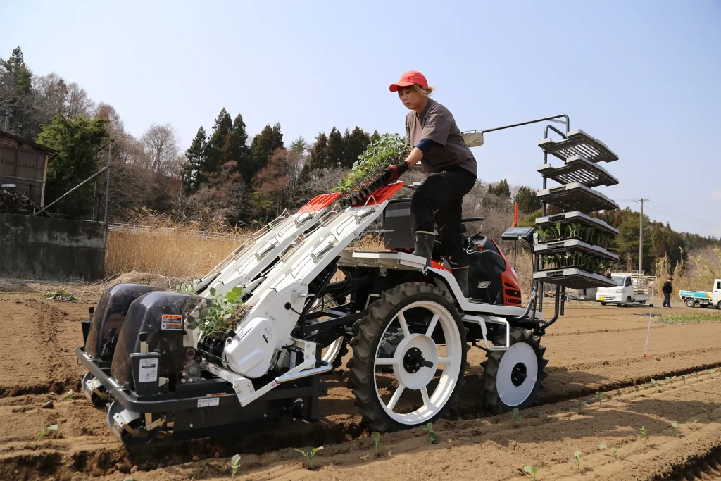 ブロッコリーの定植作業