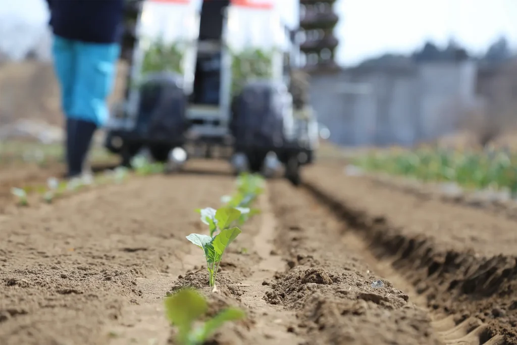 ブロッコリーの定植作業