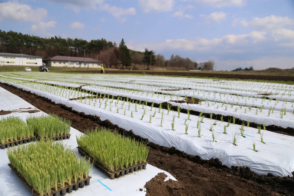 九条ネギの定植作業