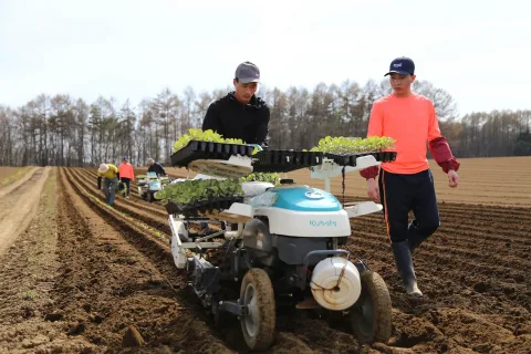 ブランドキャベツ「いわて春みどり」定植始まる　<br>販売２０億円めざす