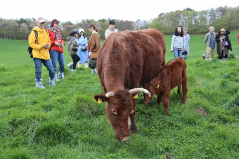 短角牛と触れ合う　<br>首都圏から山上げツアー