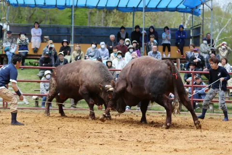 若牛６頭がデビュー　<br>東北唯一の闘牛大会開幕