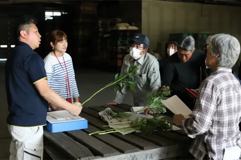 シャクヤク出荷開始　<br>３万本めざす
