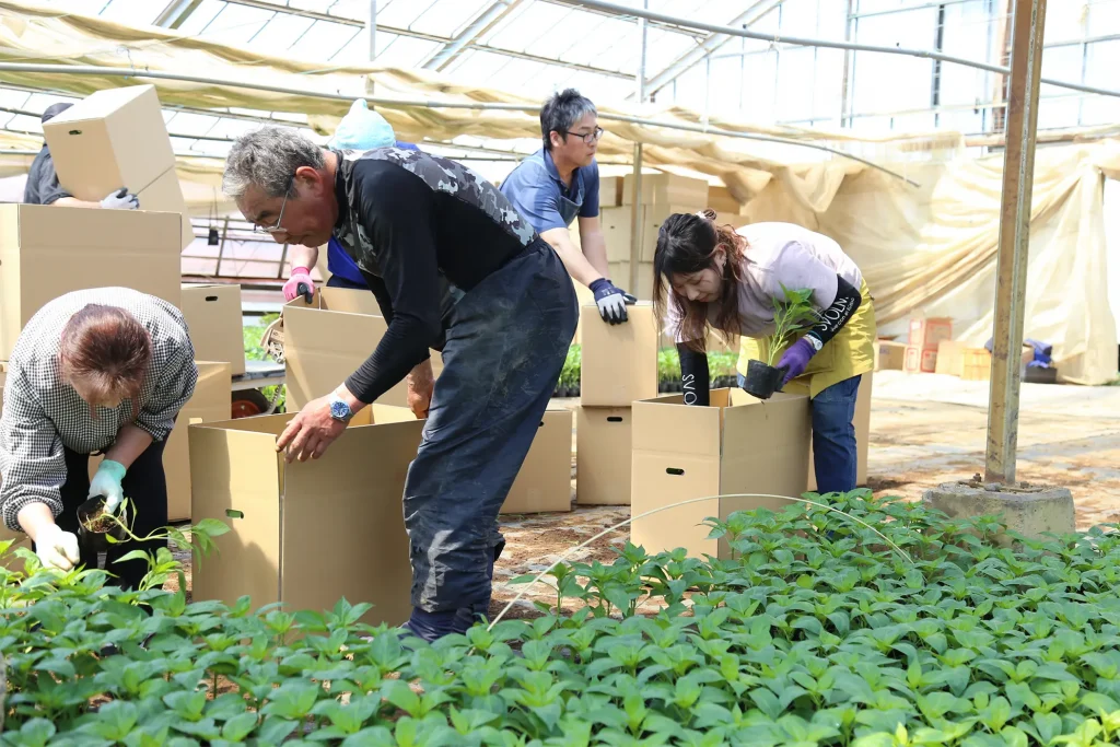 ピーマン苗の出荷作業