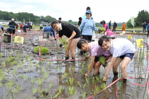 田んぼアート田植えに挑戦　<br>７月中旬に見頃迎える