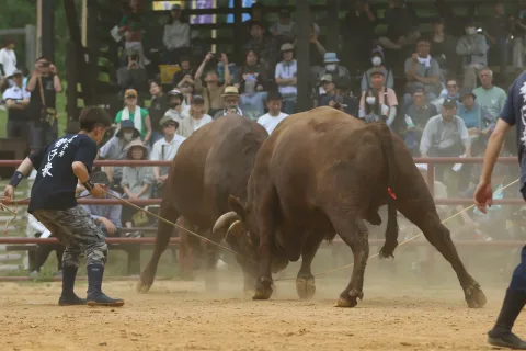 迫力満点の勝負　<br>平庭闘牛大会つつじ場所