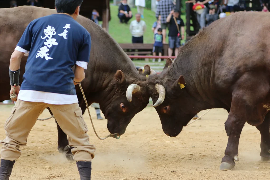 平庭闘牛大会つつじ場所のようす