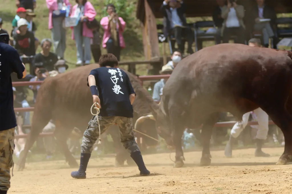 平庭闘牛大会つつじ場所のようす