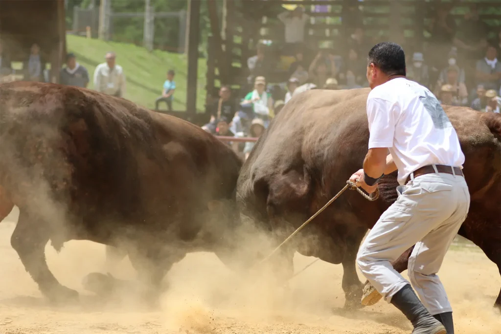 平庭闘牛大会つつじ場所のようす