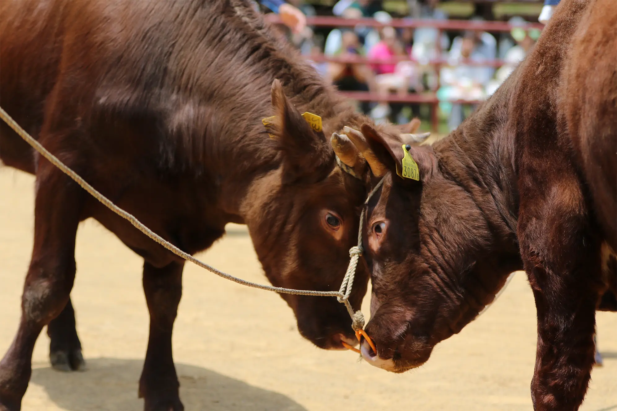 平庭闘牛大会つつじ場所のようす