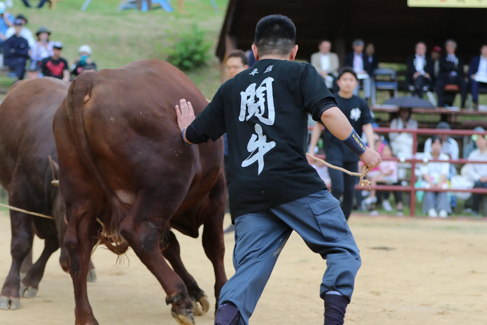 平庭闘牛大会つつじ場所のようす
