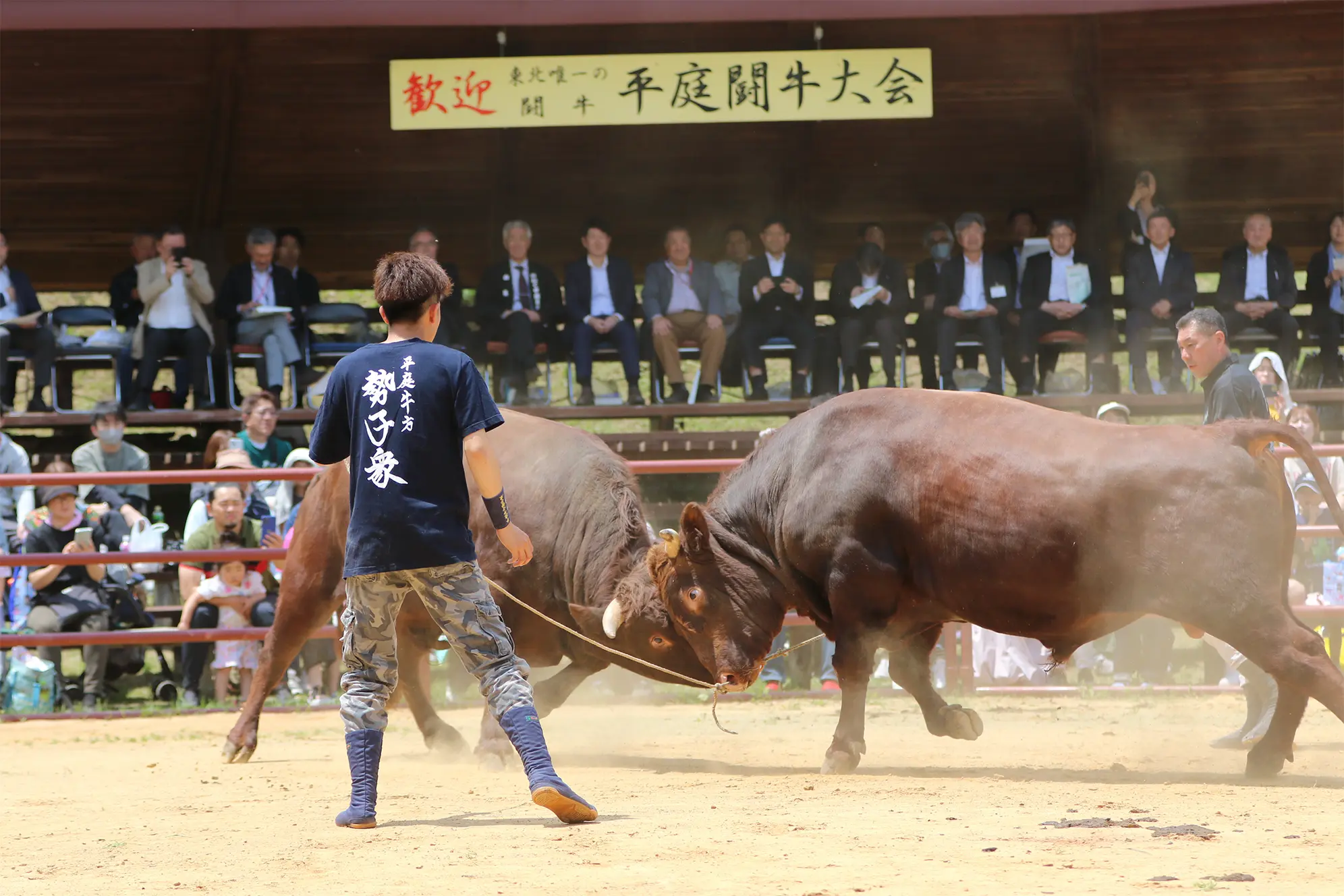 平庭闘牛大会つつじ場所のようす