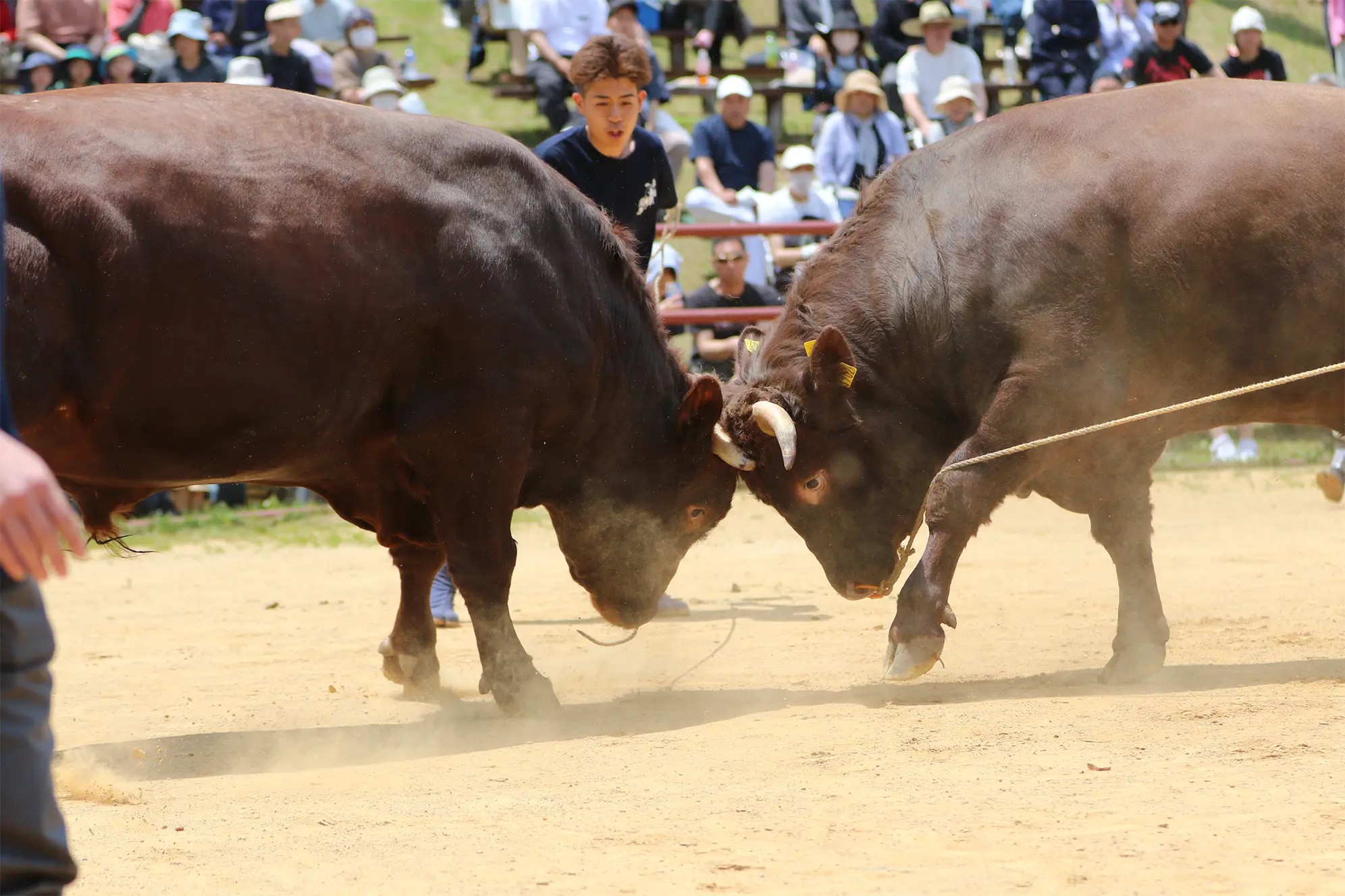 平庭闘牛大会つつじ場所のようす