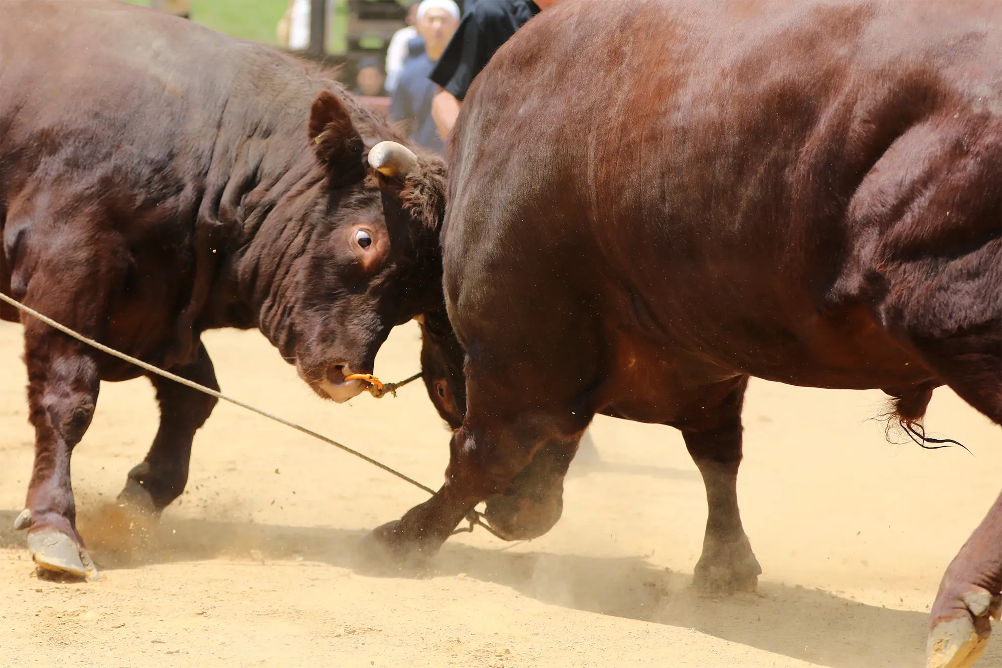 平庭闘牛大会つつじ場所のようす