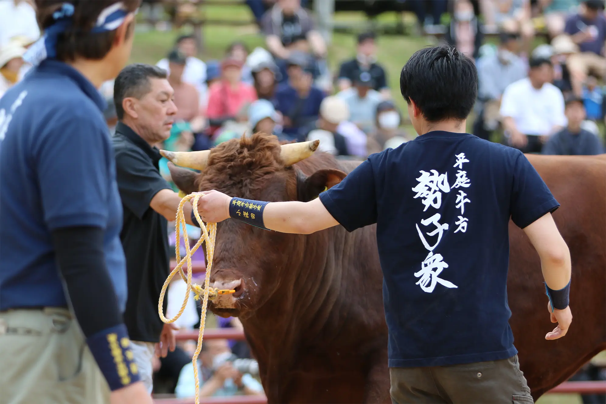 平庭闘牛大会つつじ場所のようす
